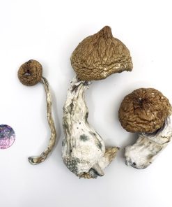 Buy Lizard King Mushrooms β Lizard King Psilocybe Cubensis